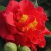 Blood Of China Fragrant Red Camellia Japonica - 3 Gallon Pot