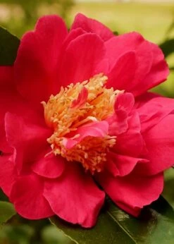 Blood Of China Fragrant Red Camellia Japonica - 1 Gallon Pot -Trees And Plants Camellia Blood Of China 3 1