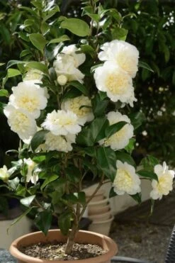 Brushfield Yellow Camellia Japonica - 6 Pack Of 1 Gallon Pots -Trees And Plants Camellia Brushfield Yellow 500x750 1