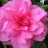 Chansonette Dwarf Weeping Camellia Sasanqua - 1 Gallon Pot -Trees And Plants Camellia Chansonette 1