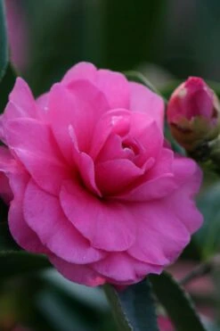 Chansonette Dwarf Weeping Camellia Sasanqua - 1 Gallon Pot -Trees And Plants Camellia Chansonette 2
