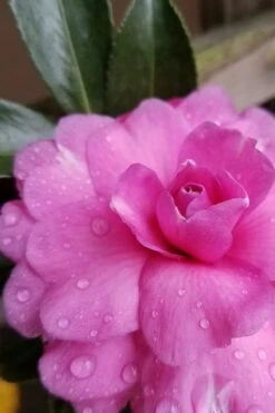 Chansonette Dwarf Weeping Camellia Sasanqua - 1 Gallon Pot -Trees And Plants Camellia Chansonette 4