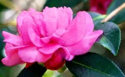 Chansonette Dwarf Weeping Camellia Sasanqua - 1 Gallon Pot -Trees And Plants Camellia Chansonette 5