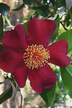 October Magic Crimson 'N Clover Camellia - 3 Gallon Pot -Trees And Plants Camellia Crimson N Clover 1