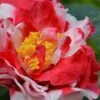 Sacred Dance Camellia Japonica 'Daikagura' - 3 Gallon Pot -Trees And Plants Camellia Daikagura 1 500x750 1
