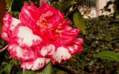 Sacred Dance Camellia Japonica 'Daikagura' - 3 Gallon Pot -Trees And Plants Camellia Daikagura 3
