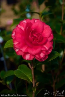 Glen 40 Camellia Japonica - 1 Gallon Pot -Trees And Plants Camellia Glen 40 JW 1
