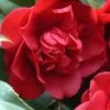 Governor Mouton Red Camellia Japonica - 3 Gallon Pot -Trees And Plants Camellia Governor Mouton 1 500x750 1