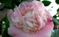 High Fragrance Camellia TREE FORM - 3 Gallon Pot -Trees And Plants Camellia High Fragrance 5