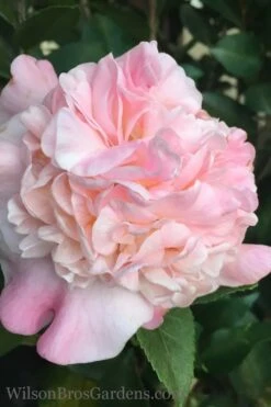 High Fragrance Camellia TREE FORM - 3 Gallon Pot -Trees And Plants Camellia High Fragrance 500x750 1