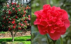 Kramers Supreme Red Double Camellia Japonica - 3 Gallon Pot -Trees And Plants Camellia Kramers Supreme 2