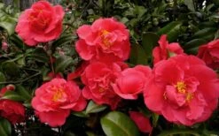 Kramers Supreme Red Double Camellia Japonica - 3 Gallon Pot -Trees And Plants Camellia Kramers Supreme 52