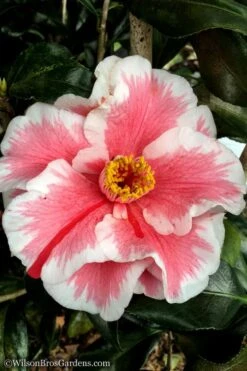 Lady Vansittart Multicolor Camellia Japonica - 6 Pack Of 1 Gallon Pots -Trees And Plants Camellia Lady Vansittart 12 1