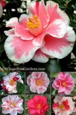 Lady Vansittart Multicolor Camellia Japonica - 1 Gallon Pot -Trees And Plants Camellia Lady Vansittart 500x750 1