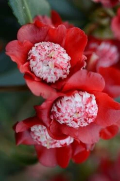 Lipstick Red Camellia Japonica - 3 Gallon Pot