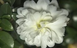 October Magic Ivory Camellia - 3 Gallon Pot -Trees And Plants Camellia October Magic Ivory