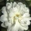 October Magic Ivory Camellia - 3 Gallon Pot -Trees And Plants Camellia October Magic Ivory 500x750 1