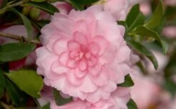 October Magic Pink Perplexion Camellia - 1 Gallon Pot -Trees And Plants Camellia October Magic Pink Perplexion