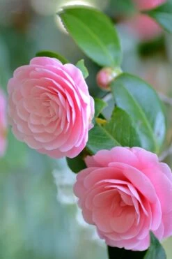 Otome Pink Camellia Japonica - 3 Gallon Pot -Trees And Plants Camellia Otome 1