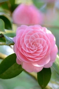 Otome Pink Camellia Japonica - 3 Gallon Pot -Trees And Plants Camellia Otome 2