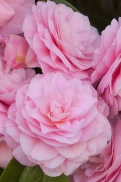 Pearl Maxwell Camellia Japonica - 1 Gallon Pot -Trees And Plants Camellia Pearl Maxwell 10