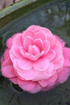 Pearl Maxwell Camellia Japonica - 1 Gallon Pot -Trees And Plants Camellia Pearl Maxwell 5