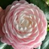 Pink Perfection Camellia Japonica - 1 Gallon Pot