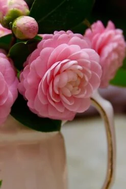 Pink Perfection Camellia Japonica - 1 Gallon Pot -Trees And Plants Camellia Pink Perfection 29
