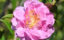 Pink Stella Camellia Sasanqua - 2 Gallon Pot -Trees And Plants Camellia Pink Stella