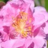Pink Stella Camellia Sasanqua - 2 Gallon Pot -Trees And Plants Camellia Pink Stella 500x750 1