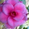 Purple Dawn Camellia Japonica - 3 Gallon Pot -Trees And Plants Camellia Purple Dawn 9