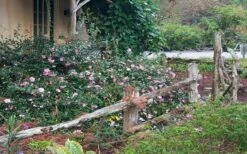 Sarrel Dwarf Camellia Sasanqua - 3 Gallon Pot -Trees And Plants Camellia Sarrel 5