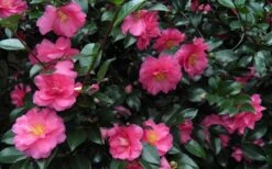 Shishi Gashira Dwarf Camellia Sasanqua - 1 Gallon Pot -Trees And Plants Camellia Shishi Gashira 24 2