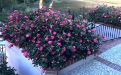 Shishi Gashira Dwarf Camellia Sasanqua - 7 Gallon Pot -Trees And Plants Camellia Shishi Gashira 33