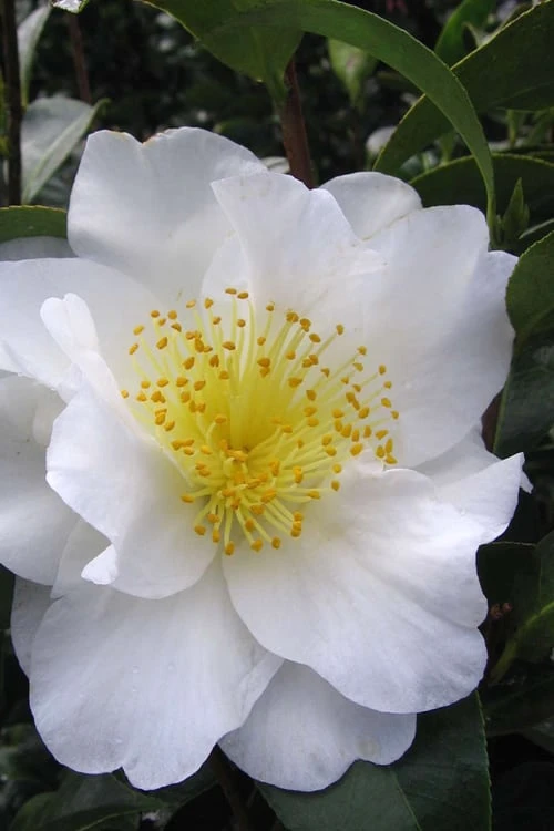 Silver Waves Camellia Japonica - 3 Gallon Pot 3 Silver Waves Camellia Japonica - 3 Gallon Pot