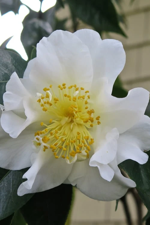 Silver Waves Camellia Japonica - 3 Gallon Pot 6 Silver Waves Camellia Japonica - 3 Gallon Pot - Image 4