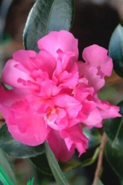Sparkling Burgundy Camellia Sasanqua - 1 Gallon Pot -Trees And Plants Camellia Sparkling Burgundy 21