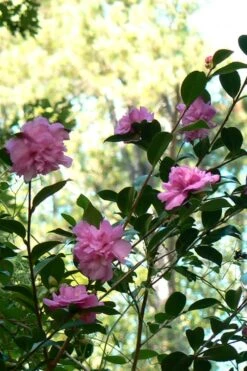 Sparkling Burgundy Camellia Sasanqua - 1 Gallon Pot -Trees And Plants Camellia Sparkling Burgundy 24