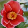 Tama Electra Camellia Japonica - 3 Gallon Pot