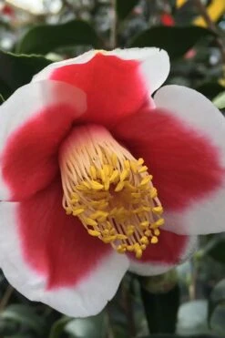 Tama No Ura Weeping Camellia Japonica - 3 Gallon Pot -Trees And Plants Camellia Tama No Ura 1