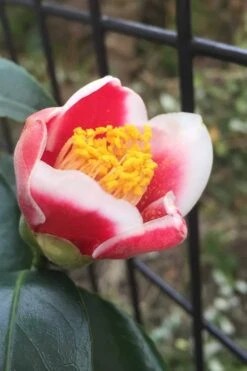 Tama No Ura Weeping Camellia Japonica - 3 Gallon Pot -Trees And Plants Camellia Tama No Ura 4