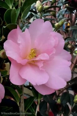 Taylors Perfection Pink Camellia Hybrid - 3 Gallon Pot -Trees And Plants Camellia Taylors Perfection 60