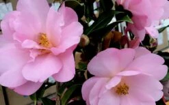 Taylors Perfection Pink Camellia Hybrid - 3 Gallon Pot -Trees And Plants Camellia Taylors Perfection 61