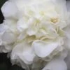 White Debutante Camellia Japonica - 3 Gallon Pot -Trees And Plants Camellia White Debutante 21