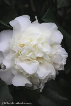 White Debutante Camellia Japonica - 3 Gallon Pot -Trees And Plants Camellia White Debutante 22