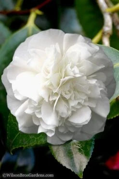 White Debutante Camellia Japonica - 3 Gallon Pot -Trees And Plants Camellia White Debutante 5