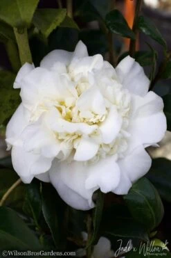 White Debutante Camellia Japonica - 3 Gallon Pot -Trees And Plants Camellia White Debutante JW 2