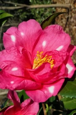 Winter's Fire Cold Hardy Camellia - 3 Gallon Pot -Trees And Plants Camellia Winters Fire 1