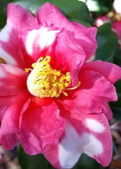 Winter's Fire Cold Hardy Camellia - 3 Gallon Pot -Trees And Plants Camellia Winters Fire 11