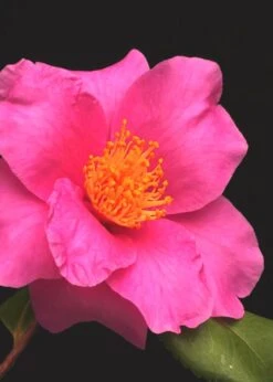 Winter's Fire Cold Hardy Camellia - 3 Gallon Pot -Trees And Plants Camellia Winters Fire 13